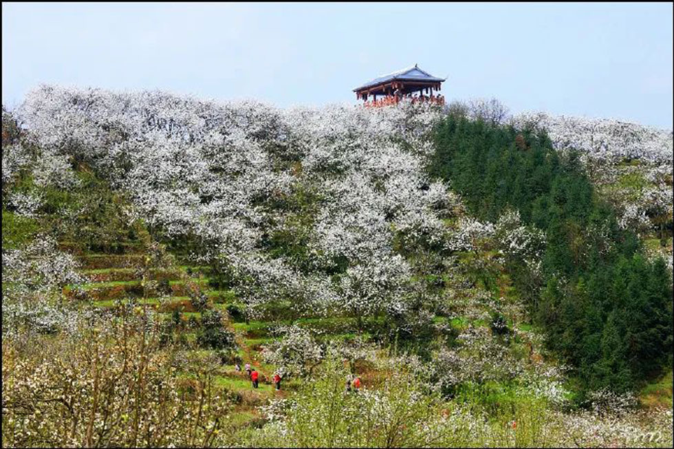【春天，广西桂林灌阳县向您发出邀请！】我们在灌阳看梨花 - 游山玩水 - 喀什生活社区 - 喀什28生活网 ks.28life.net