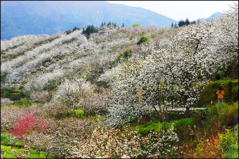 【春天，广西桂林灌阳县向您发出邀请！】我们在灌阳看梨花 - 游山玩水 - 喀什生活社区 - 喀什28生活网 ks.28life.net