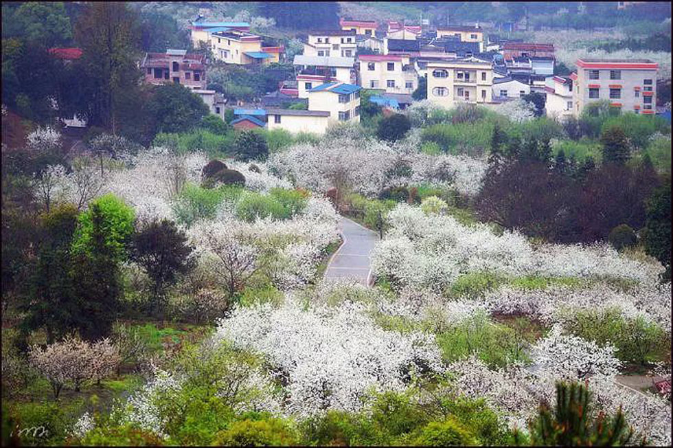 【春天，广西桂林灌阳县向您发出邀请！】我们在灌阳看梨花 - 游山玩水 - 喀什生活社区 - 喀什28生活网 ks.28life.net