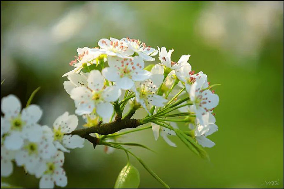 【春天，广西桂林灌阳县向您发出邀请！】我们在灌阳看梨花 - 游山玩水 - 喀什生活社区 - 喀什28生活网 ks.28life.net