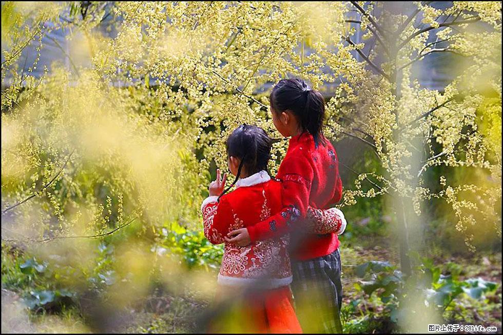 【春天，广西桂林灌阳县向您发出邀请！】米珠山前有片山苍子花在飘香 - 游山玩水 - 喀什生活社区 - 喀什28生活网 ks.28life.net