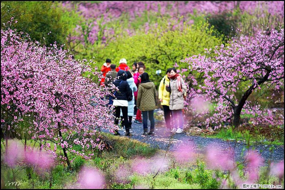 【春天,广西桂林灌阳县向您发出邀请!】官庄村有个醉美的桃花园 - 游山玩水 - 喀什生活社区 - 喀什28生活网 ks.28life.net