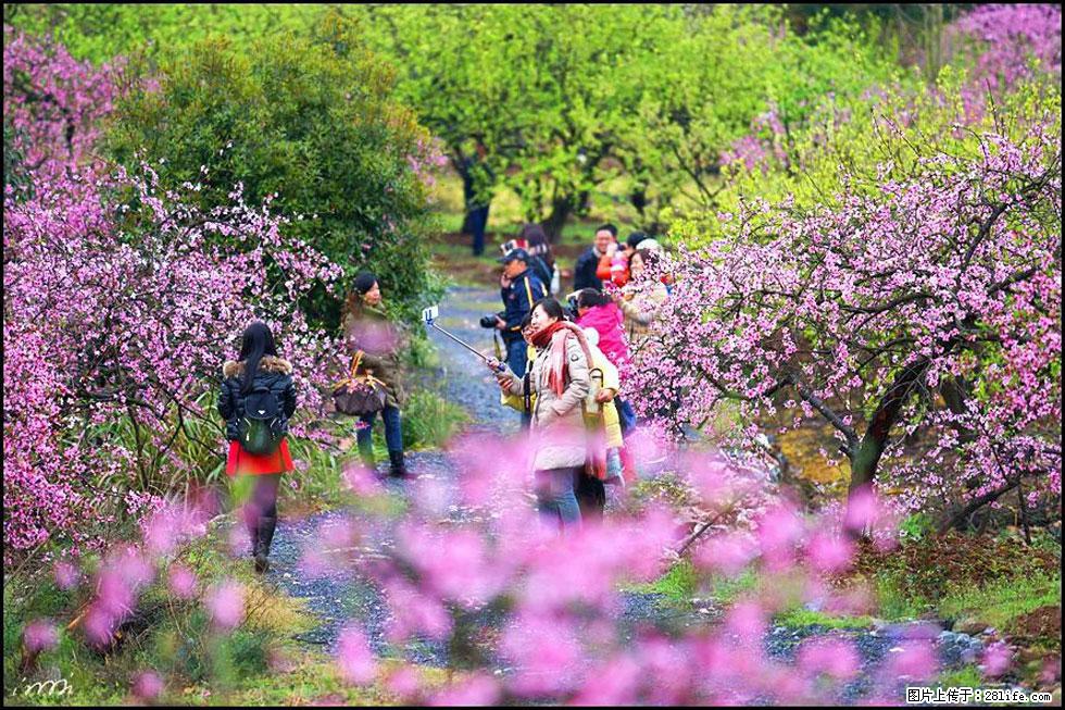 【春天,广西桂林灌阳县向您发出邀请!】官庄村有个醉美的桃花园 - 游山玩水 - 喀什生活社区 - 喀什28生活网 ks.28life.net