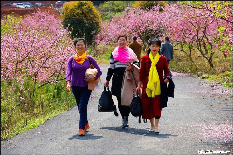 【春天,广西桂林灌阳县向您发出邀请!】官庄村有个醉美的桃花园 - 游山玩水 - 喀什生活社区 - 喀什28生活网 ks.28life.net