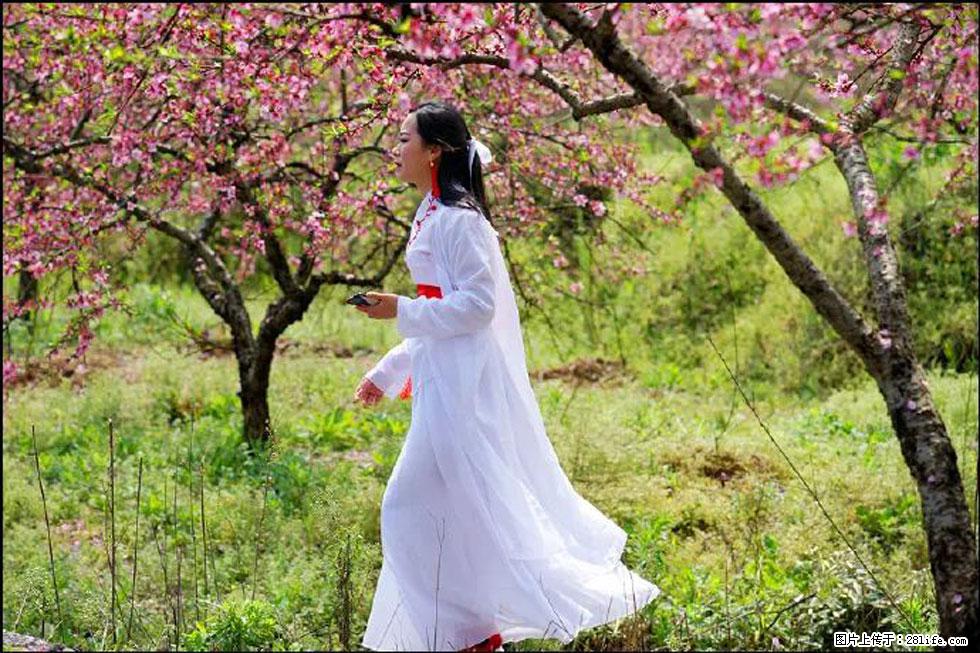 【春天,广西桂林灌阳县向您发出邀请!】官庄村有个醉美的桃花园 - 游山玩水 - 喀什生活社区 - 喀什28生活网 ks.28life.net