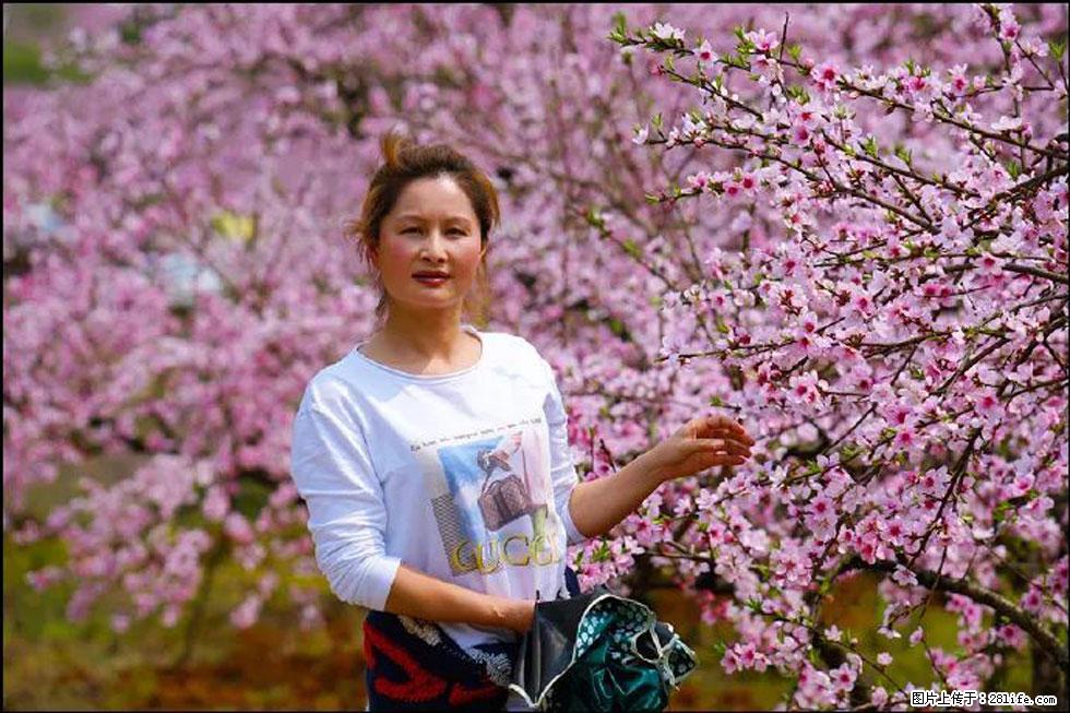 【春天,广西桂林灌阳县向您发出邀请!】官庄村有个醉美的桃花园 - 游山玩水 - 喀什生活社区 - 喀什28生活网 ks.28life.net