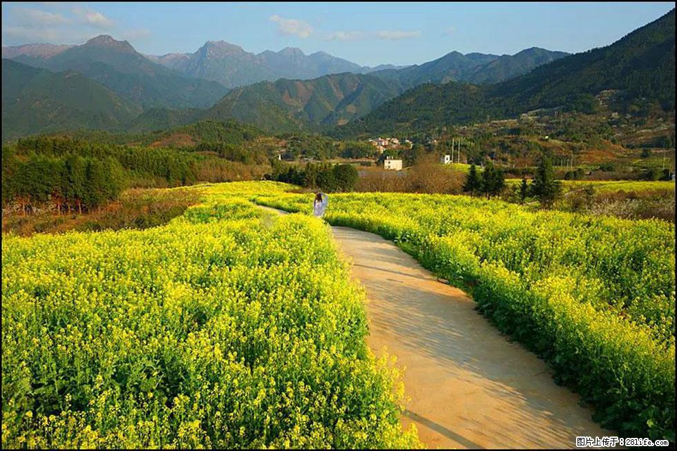 【春天,广西桂林灌阳县向您发出邀请!】长坪村油菜盛情花开 - 游山玩水 - 喀什生活社区 - 喀什28生活网 ks.28life.net