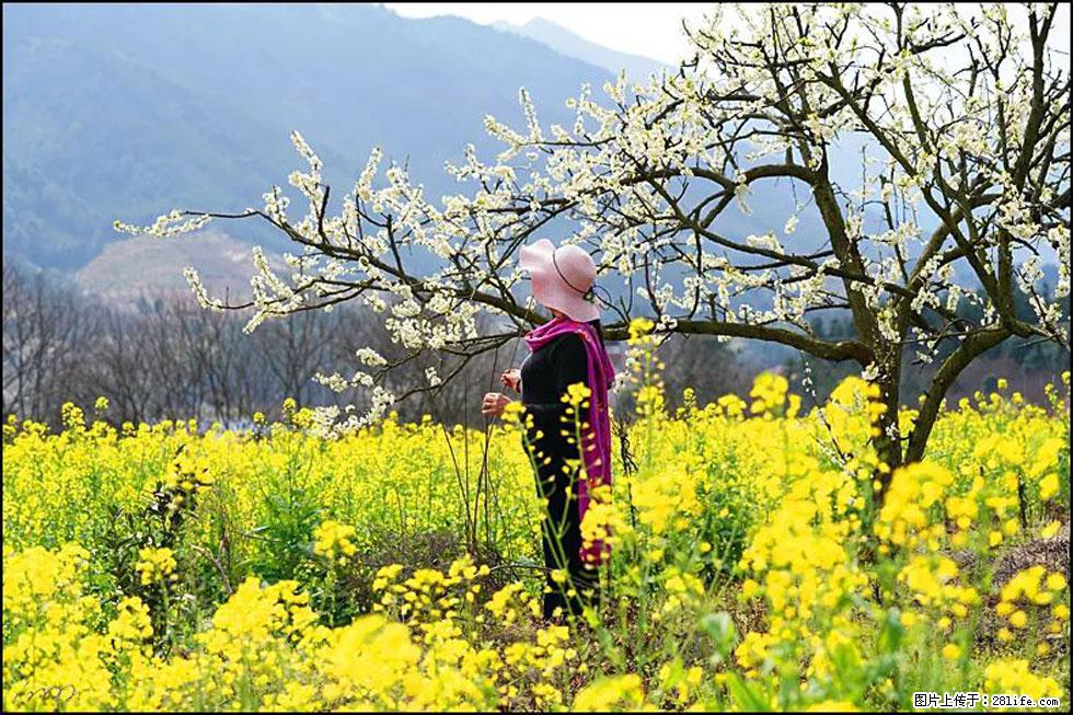 【春天,广西桂林灌阳县向您发出邀请!】长坪村油菜盛情花开 - 游山玩水 - 喀什生活社区 - 喀什28生活网 ks.28life.net