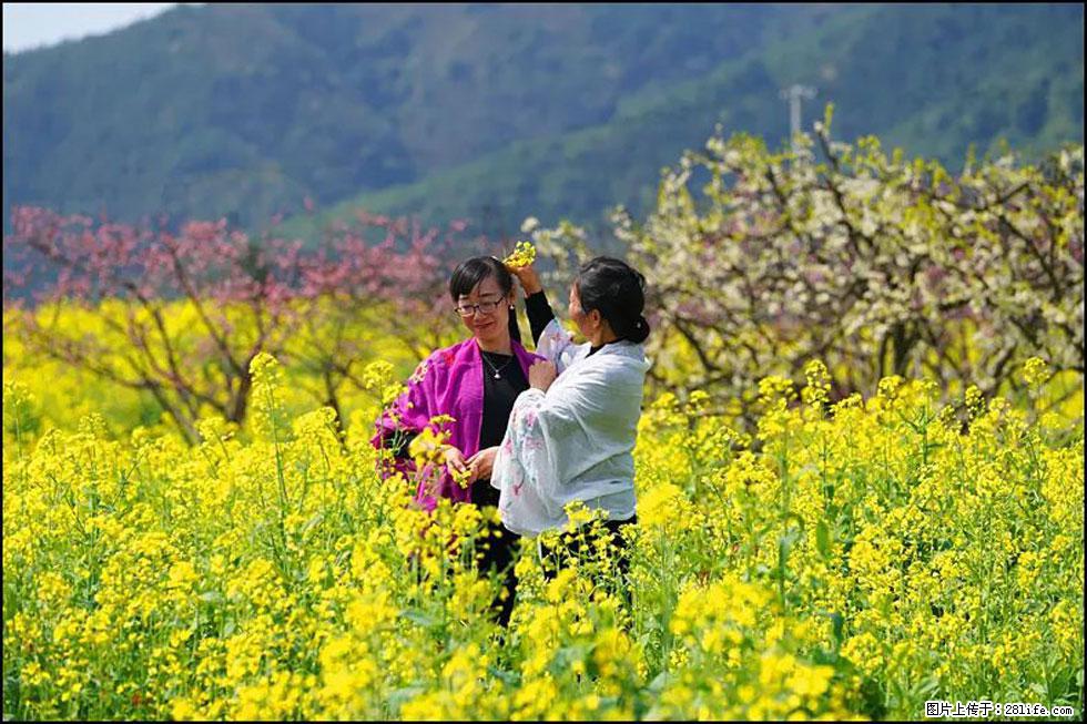 【春天,广西桂林灌阳县向您发出邀请!】长坪村油菜盛情花开 - 游山玩水 - 喀什生活社区 - 喀什28生活网 ks.28life.net