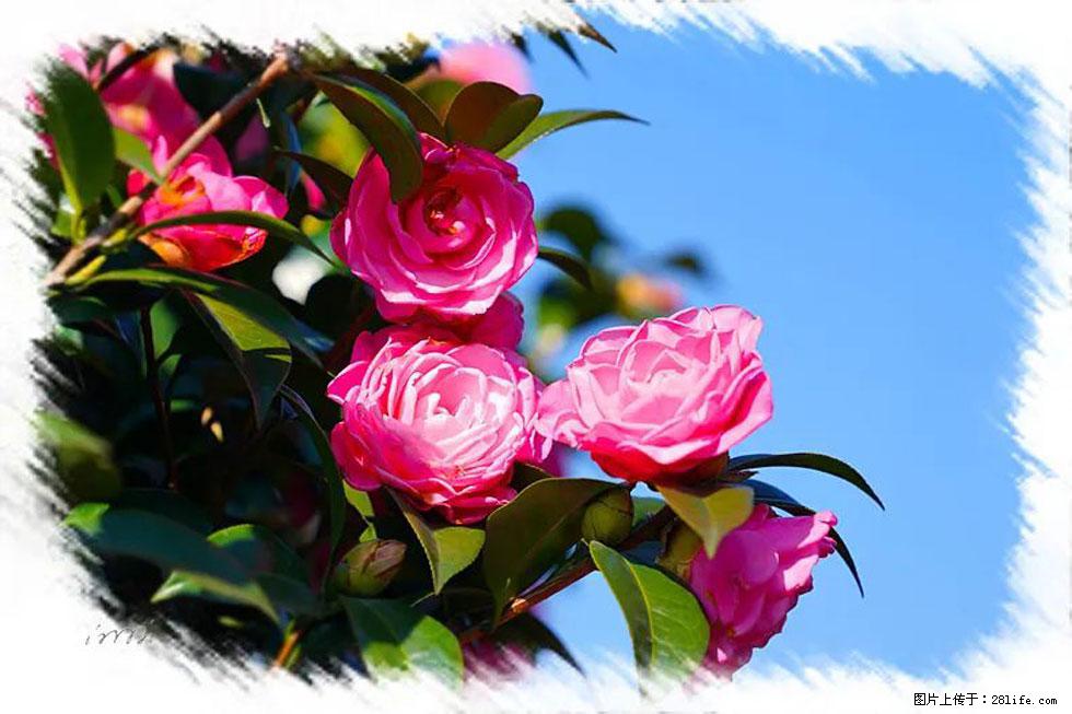 【春天，广西桂林灌阳县向您发出邀请！】杨柳井茶花惹人爱 - 游山玩水 - 喀什生活社区 - 喀什28生活网 ks.28life.net