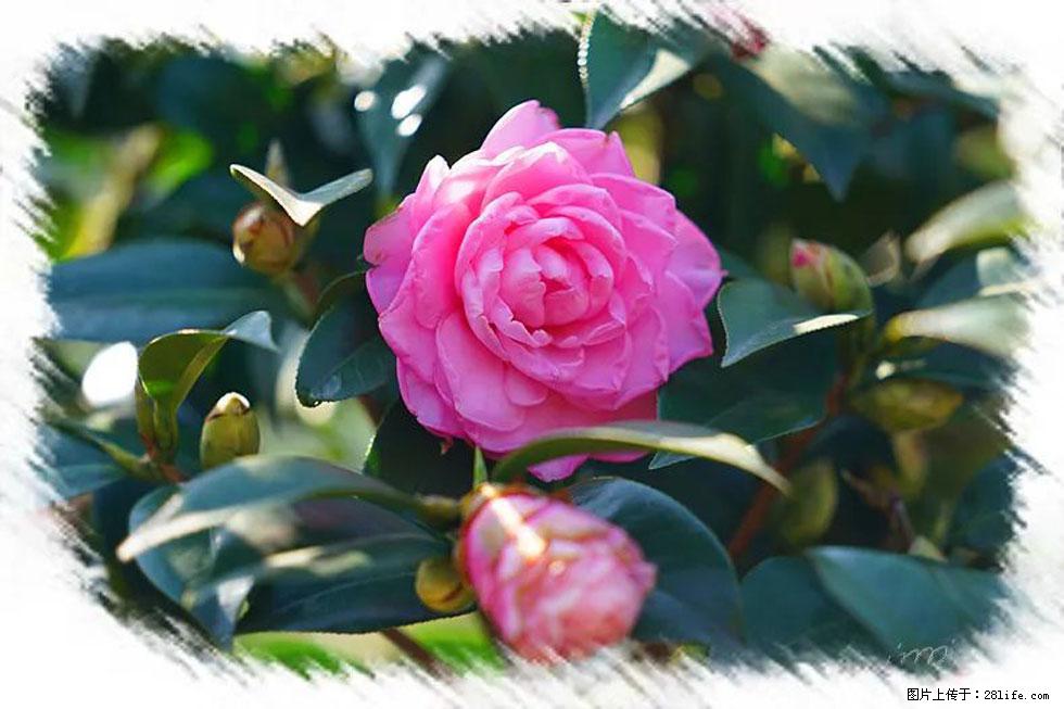 【春天，广西桂林灌阳县向您发出邀请！】杨柳井茶花惹人爱 - 游山玩水 - 喀什生活社区 - 喀什28生活网 ks.28life.net