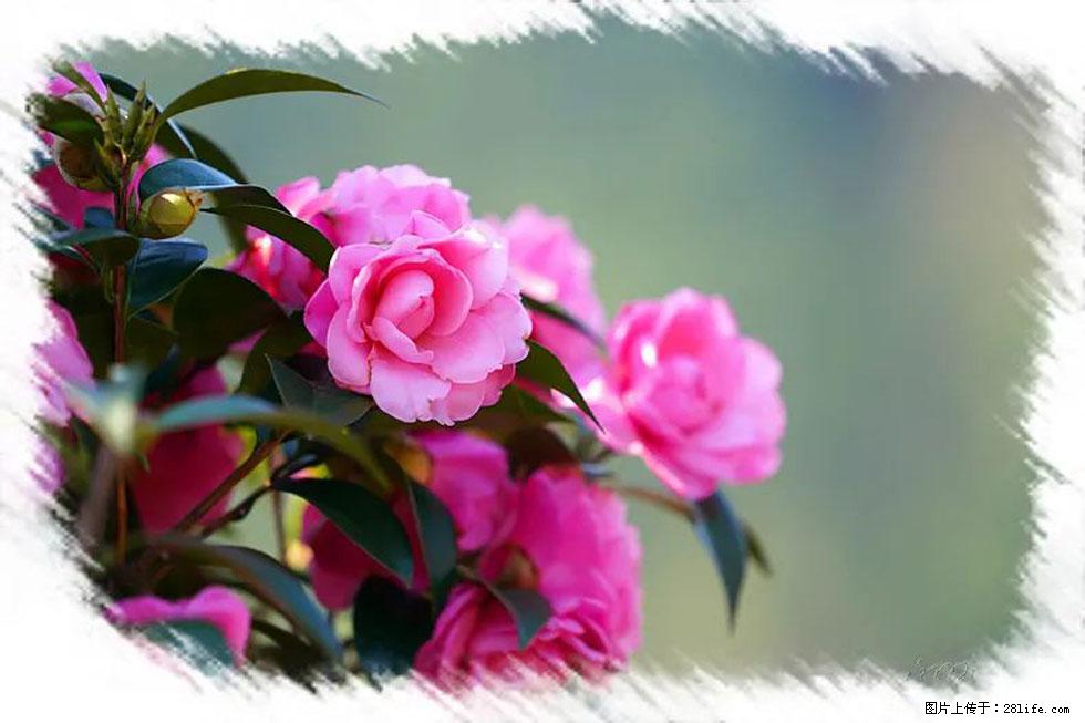 【春天，广西桂林灌阳县向您发出邀请！】杨柳井茶花惹人爱 - 游山玩水 - 喀什生活社区 - 喀什28生活网 ks.28life.net