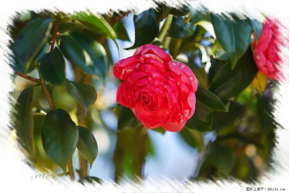 【春天，广西桂林灌阳县向您发出邀请！】杨柳井茶花惹人爱 - 游山玩水 - 喀什生活社区 - 喀什28生活网 ks.28life.net