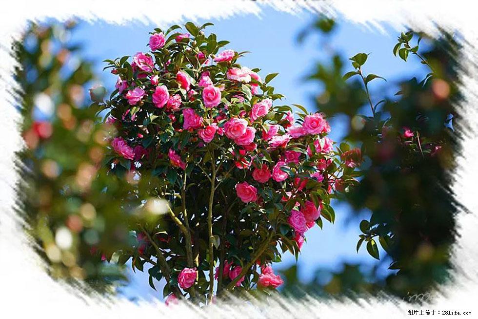 【春天，广西桂林灌阳县向您发出邀请！】杨柳井茶花惹人爱 - 游山玩水 - 喀什生活社区 - 喀什28生活网 ks.28life.net