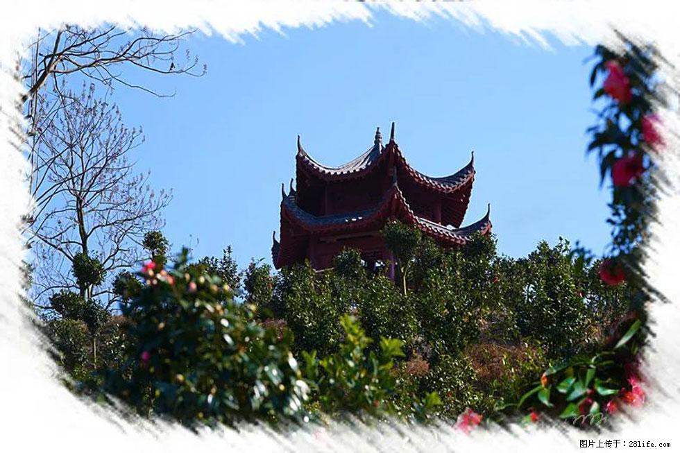 【春天，广西桂林灌阳县向您发出邀请！】杨柳井茶花惹人爱 - 游山玩水 - 喀什生活社区 - 喀什28生活网 ks.28life.net