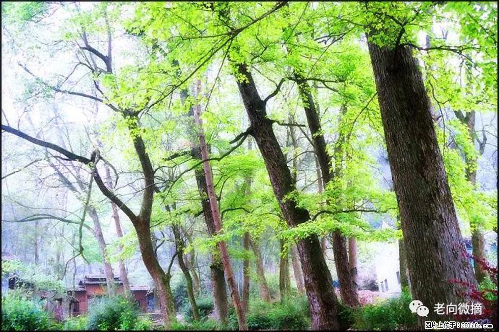 【春天，广西桂林灌阳县向您发出邀请！】在小龙村与春天约会 - 游山玩水 - 喀什生活社区 - 喀什28生活网 ks.28life.net