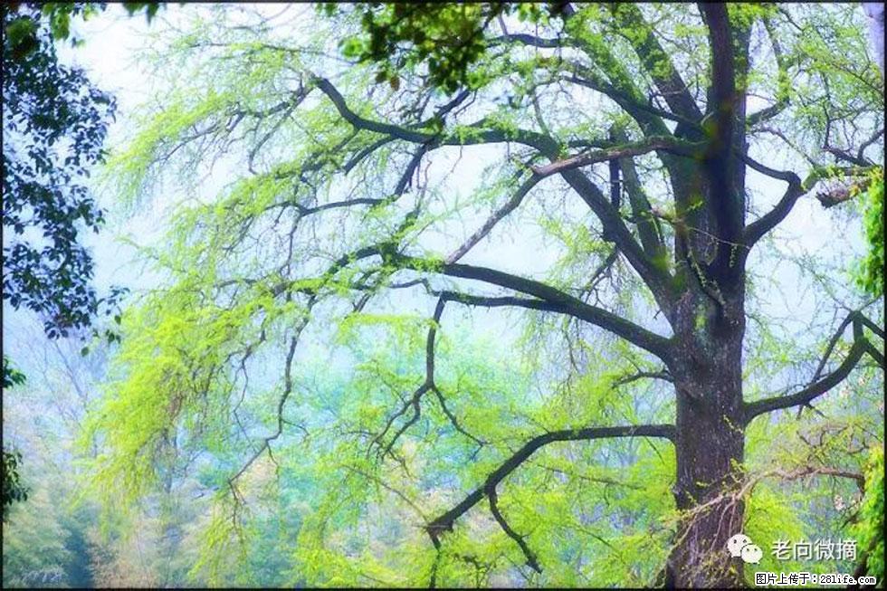 【春天，广西桂林灌阳县向您发出邀请！】在小龙村与春天约会 - 游山玩水 - 喀什生活社区 - 喀什28生活网 ks.28life.net