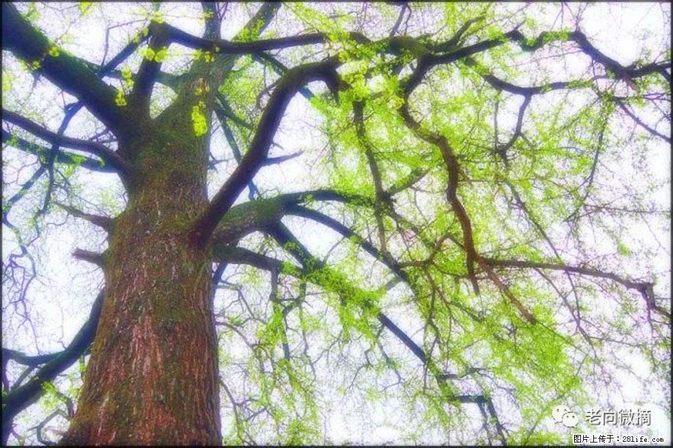 【春天，广西桂林灌阳县向您发出邀请！】在小龙村与春天约会 - 游山玩水 - 喀什生活社区 - 喀什28生活网 ks.28life.net