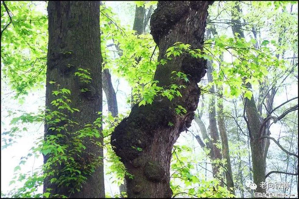 【春天，广西桂林灌阳县向您发出邀请！】在小龙村与春天约会 - 游山玩水 - 喀什生活社区 - 喀什28生活网 ks.28life.net