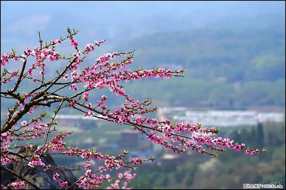 【春天，广西桂林灌阳县向您发出邀请！】望月岭上桃花开 - 游山玩水 - 喀什生活社区 - 喀什28生活网 ks.28life.net