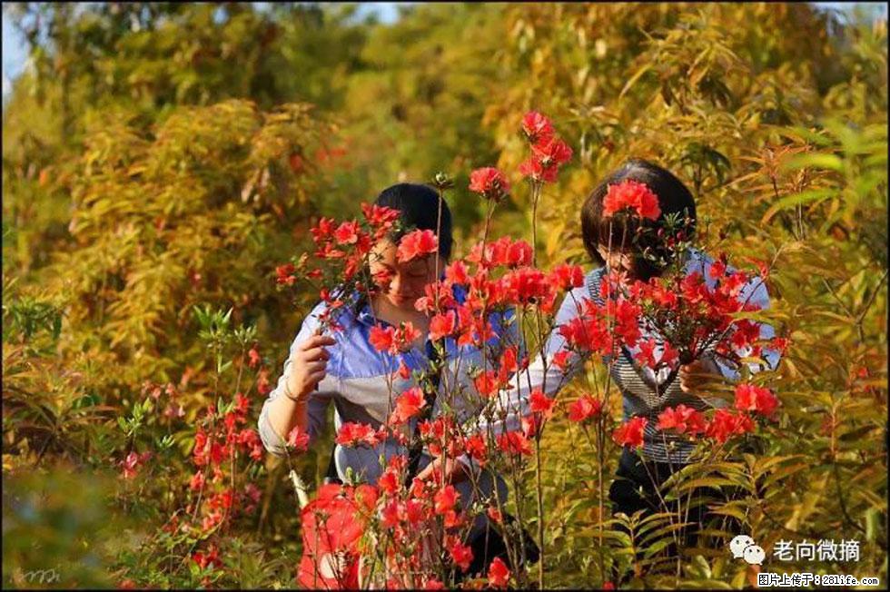 【春天，广西桂林灌阳县向您发出邀请！】登麒麟山，相约映山红 - 游山玩水 - 喀什生活社区 - 喀什28生活网 ks.28life.net