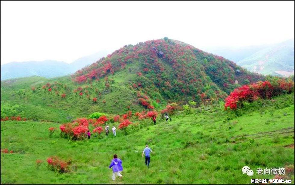 【春天，广西桂林灌阳县向您发出邀请！】宝盖山上映山红 - 游山玩水 - 喀什生活社区 - 喀什28生活网 ks.28life.net