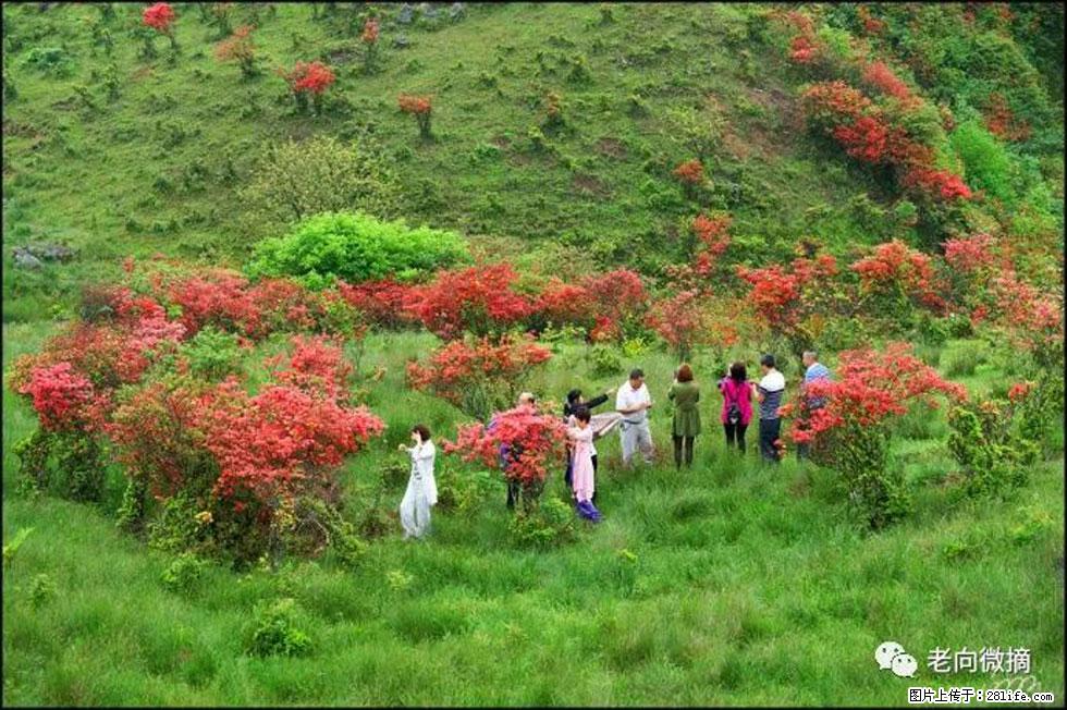 【春天，广西桂林灌阳县向您发出邀请！】宝盖山上映山红 - 游山玩水 - 喀什生活社区 - 喀什28生活网 ks.28life.net