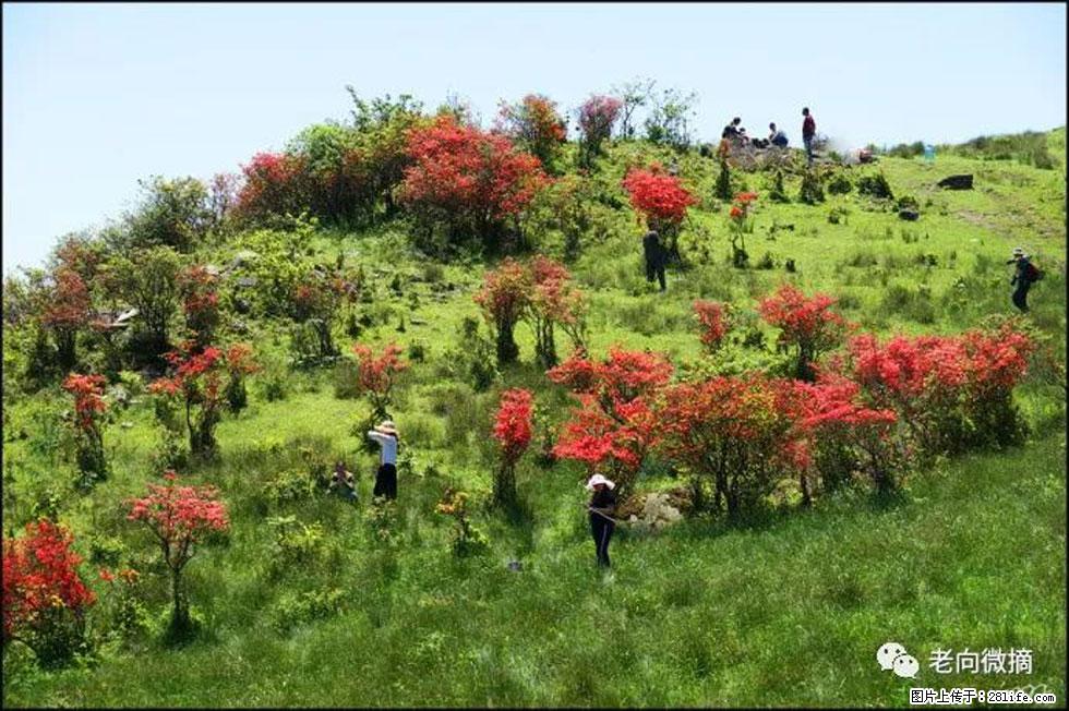 【春天，广西桂林灌阳县向您发出邀请！】宝盖山上映山红 - 游山玩水 - 喀什生活社区 - 喀什28生活网 ks.28life.net