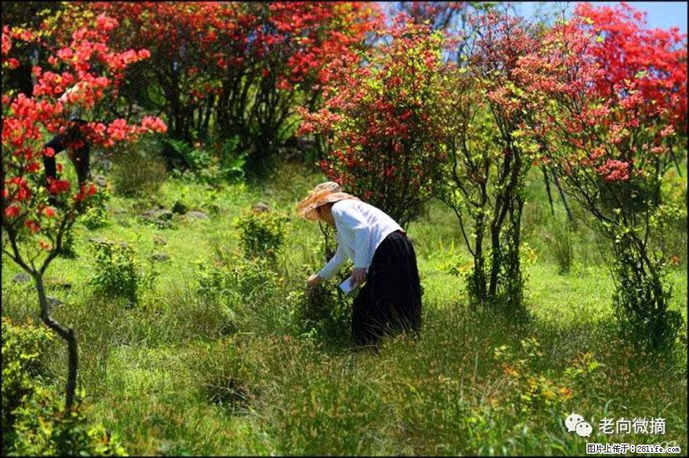 【春天，广西桂林灌阳县向您发出邀请！】宝盖山上映山红 - 游山玩水 - 喀什生活社区 - 喀什28生活网 ks.28life.net