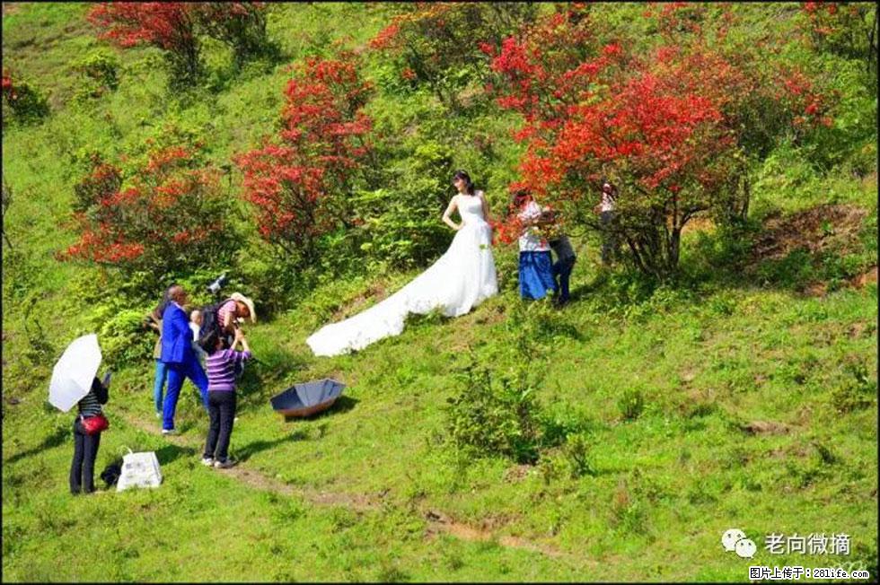 【春天，广西桂林灌阳县向您发出邀请！】宝盖山上映山红 - 游山玩水 - 喀什生活社区 - 喀什28生活网 ks.28life.net