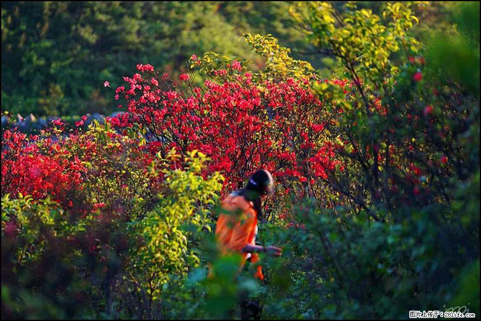 【春天，广西桂林灌阳县向您发出邀请！】春木界上映山红 - 游山玩水 - 喀什生活社区 - 喀什28生活网 ks.28life.net