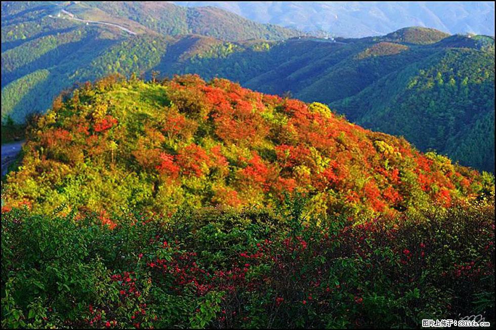 【春天，广西桂林灌阳县向您发出邀请！】春木界上映山红 - 游山玩水 - 喀什生活社区 - 喀什28生活网 ks.28life.net