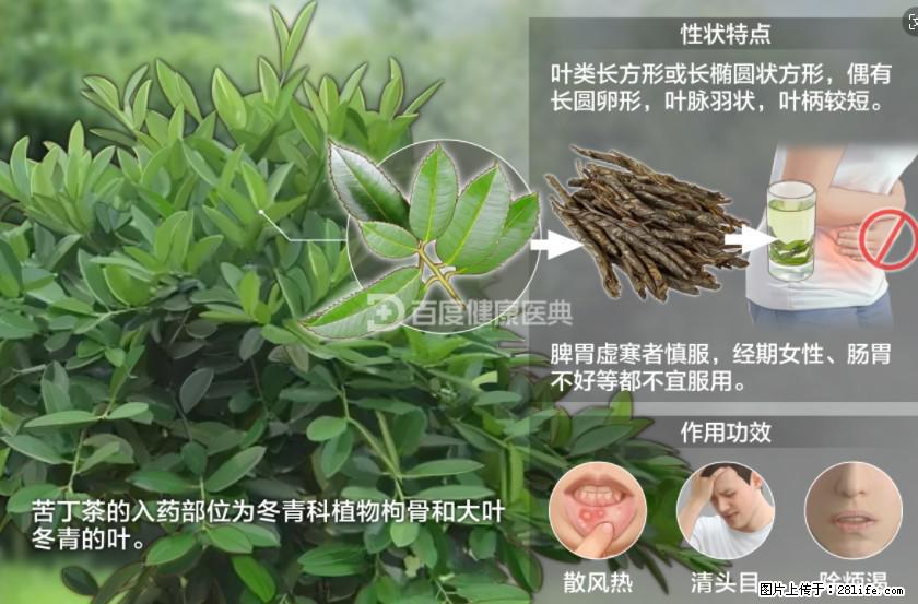 苦丁茶有哪些功效和作用 - 生活百科 - 喀什生活社区 - 喀什28生活网 ks.28life.net