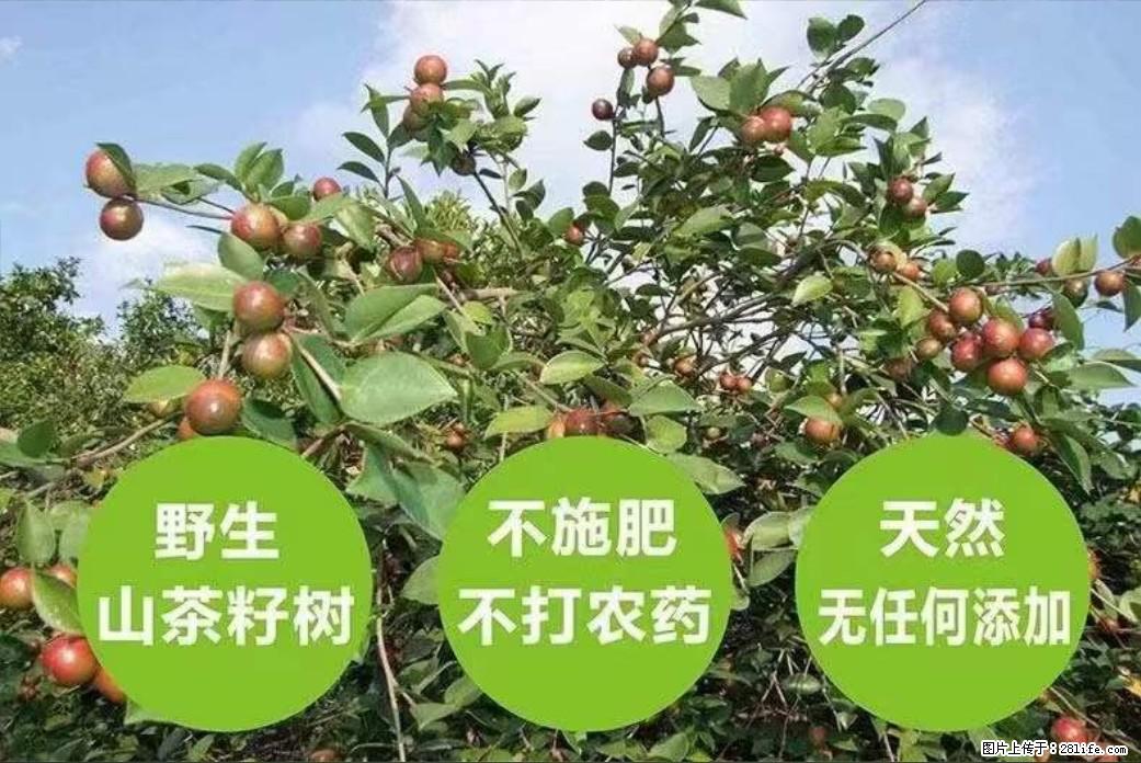 【灌阳县油茶产业示范区】一个有着充实的精神生活的人，对待身外之物自会有一种淡泊的态度 - 土特产 - 饮食特产 - 喀什分类信息 - 喀什28生活网 ks.28life.net