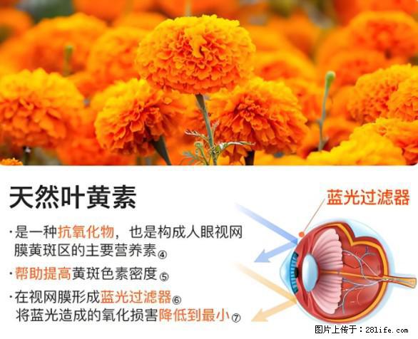 叶黄素有什么功效和作用 - 生活百科 - 喀什生活社区 - 喀什28生活网 ks.28life.net