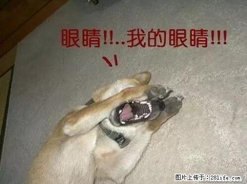 笑癫了!一女的怀孕三年未生,他终于忍不住了... - 娱乐八卦 - 喀什生活社区 - 喀什28生活网 ks.28life.net