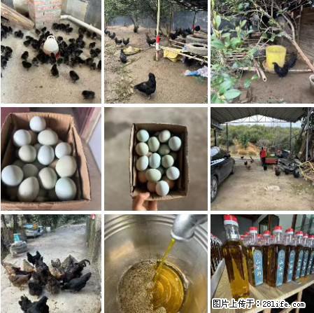 油茶园从小鸡仔开始养起的纯土鸡、土鸡蛋可以预定啦！还有前几天刚榨的纯山茶油哦 - 土特产 - 饮食特产 - 喀什分类信息 - 喀什28生活网 ks.28life.net