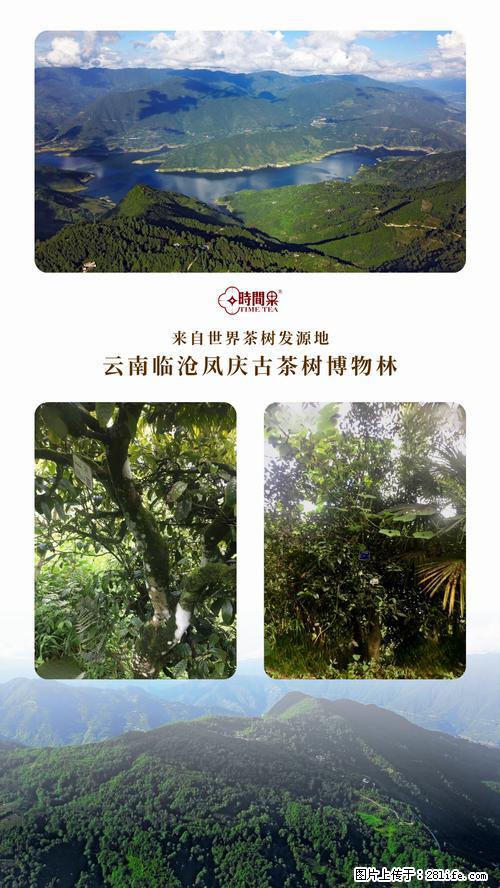 时间果百年古树2025年春红茶 - 购物交流 - 喀什生活社区 - 喀什28生活网 ks.28life.net