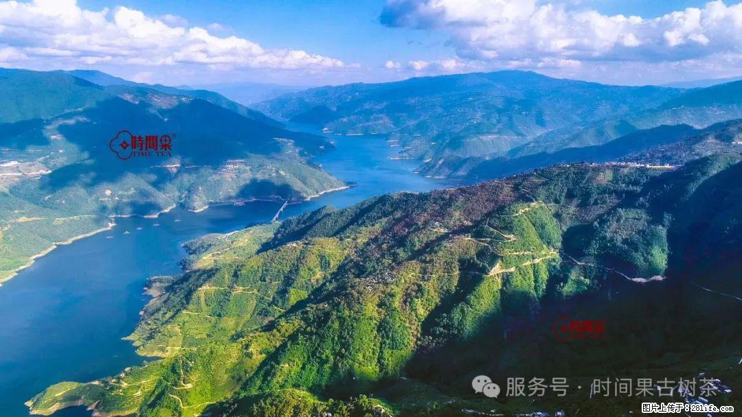 时间果百年古树龙珠普洱生茶 - 购物交流 - 喀什生活社区 - 喀什28生活网 ks.28life.net