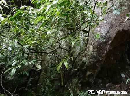 平乐石崖茶，珍贵仅次于金花茶 - 喀什生活资讯 - 喀什28生活网 ks.28life.net