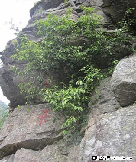 平乐石崖茶，珍贵仅次于金花茶 - 喀什生活资讯 - 喀什28生活网 ks.28life.net