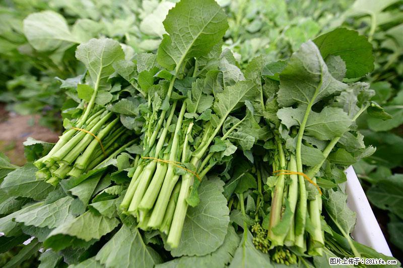 这些蔬菜是“天然钙片”，这6种被医生重点推荐 - 喀什生活资讯 - 喀什28生活网 ks.28life.net